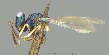 Media type: image;   Entomology 19622 Aspect: habitus lateral view